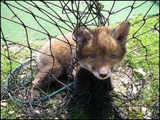 Fox Cub caught in Cricket nets